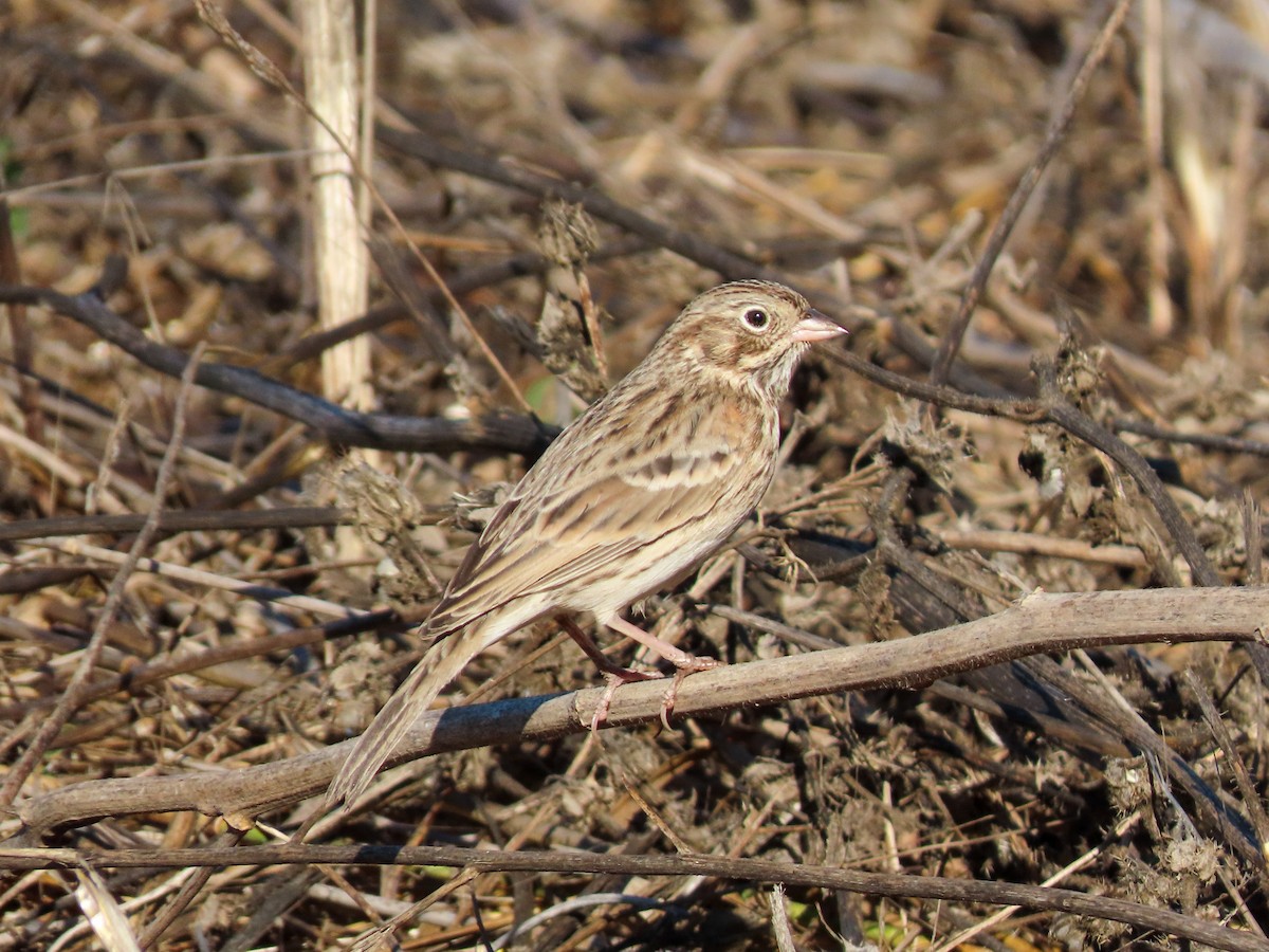 Vesper Sparrow - ML641535176