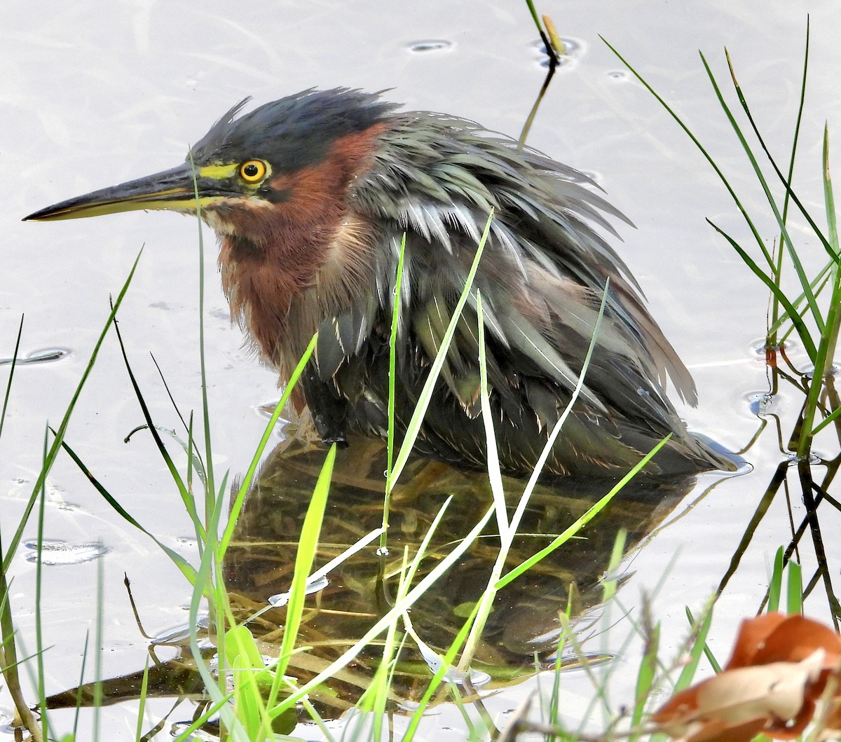 Green Heron - ML641535185