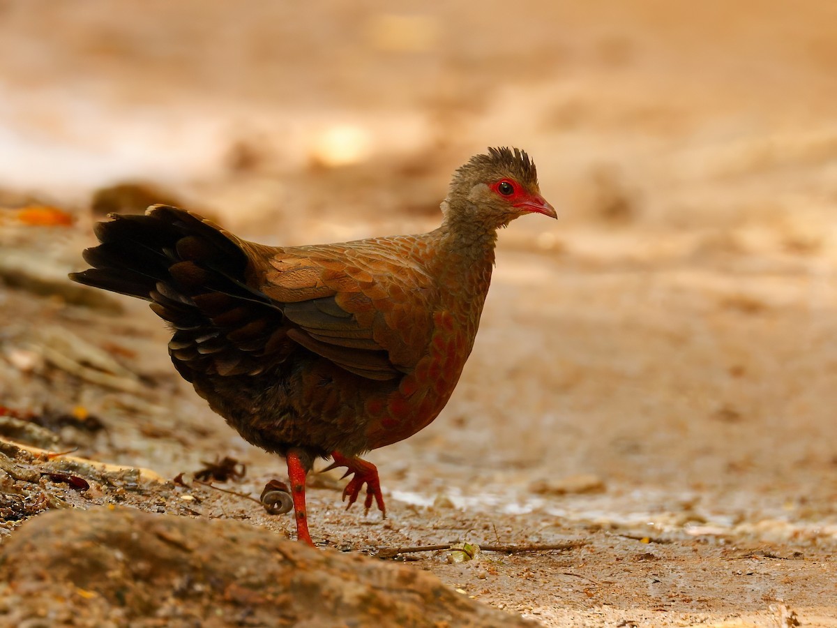 Red Spurfowl - ML641535203