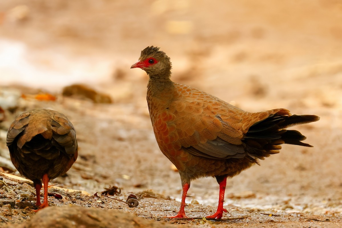 Red Spurfowl - ML641535205