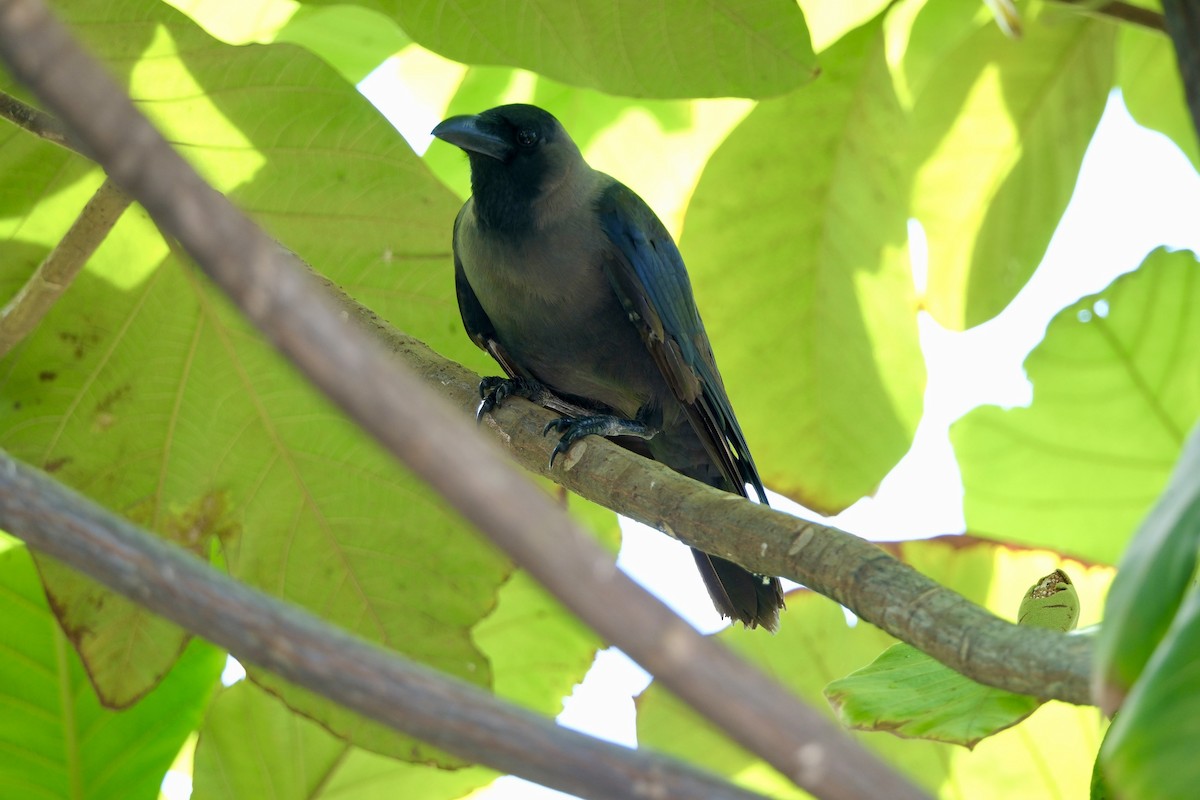 House Crow - ML641535224