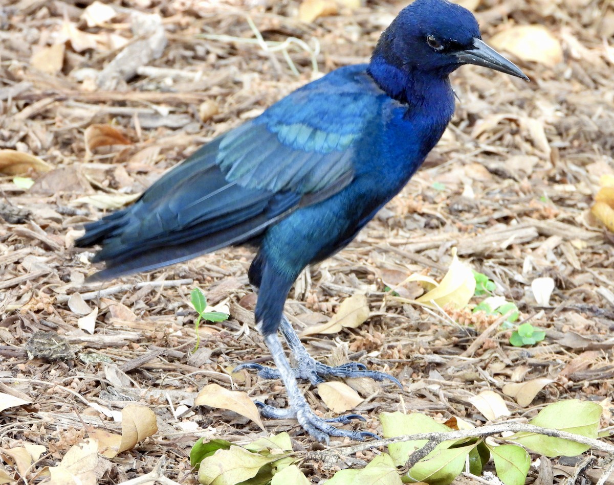 Boat-tailed Grackle - ML641535227