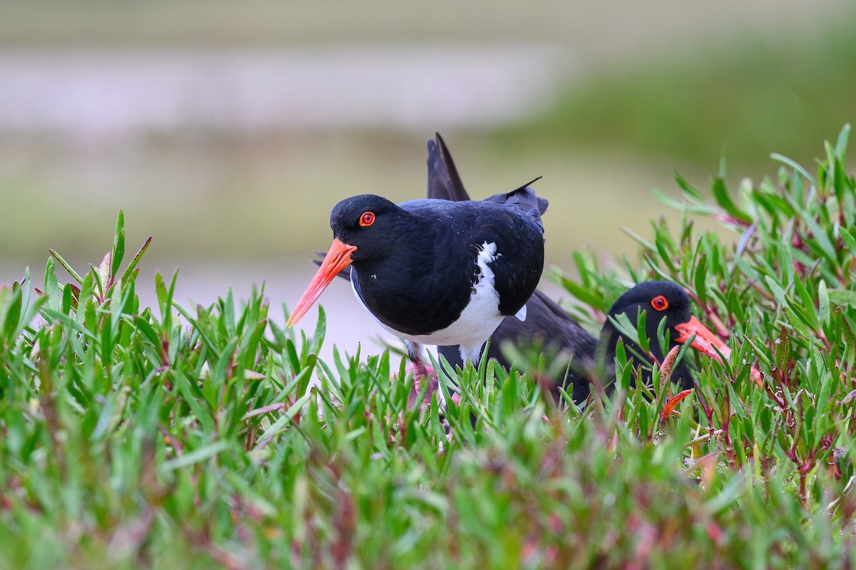 Pied Oystercatcher - ML641535231
