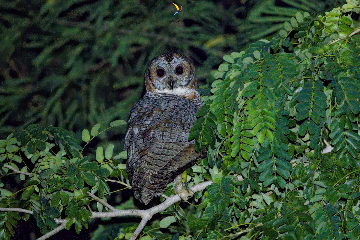 Mottled Wood-Owl - ML641535238