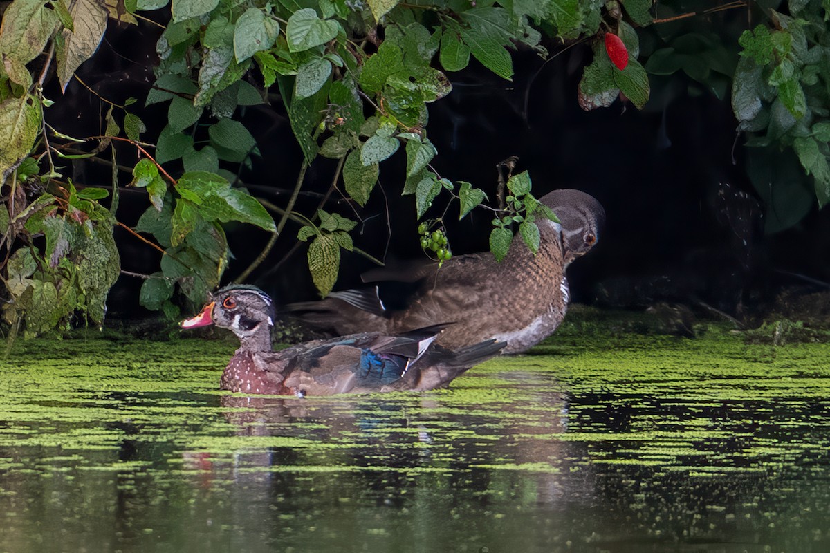 Wood Duck - ML641535251