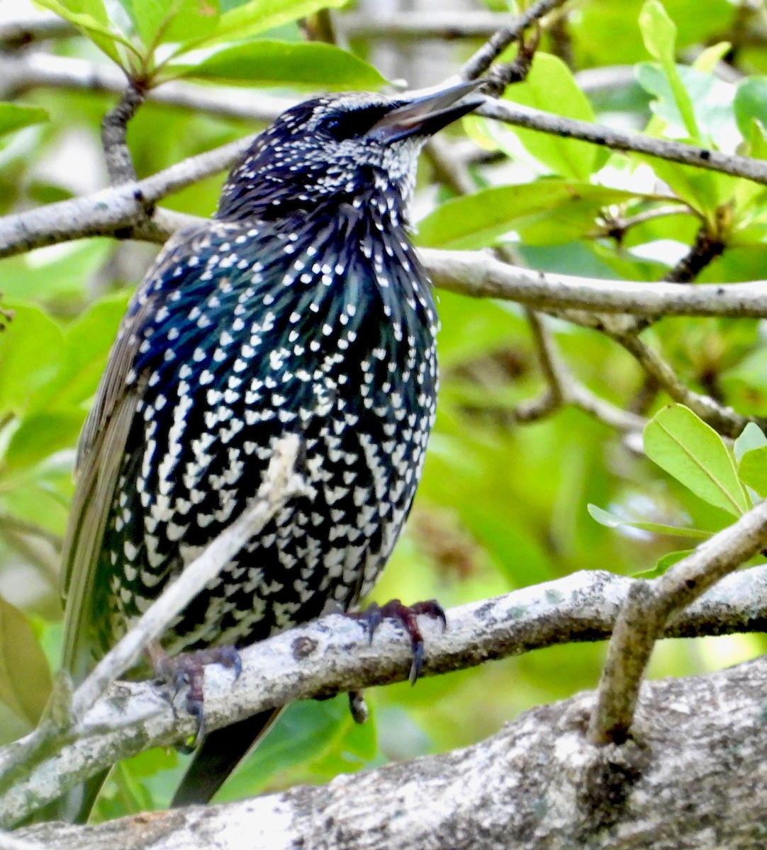 歐洲椋鳥 - ML641535256