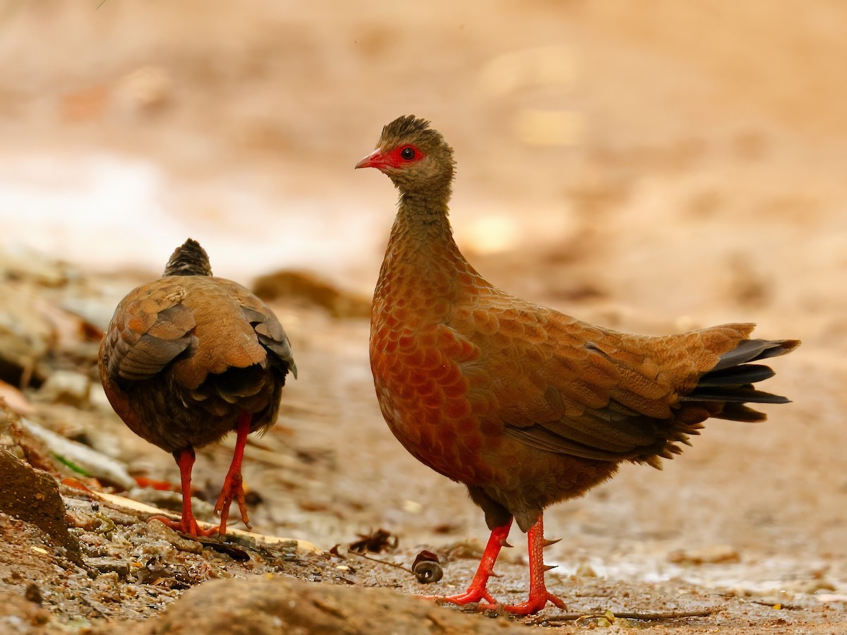 Red Spurfowl - ML641535268