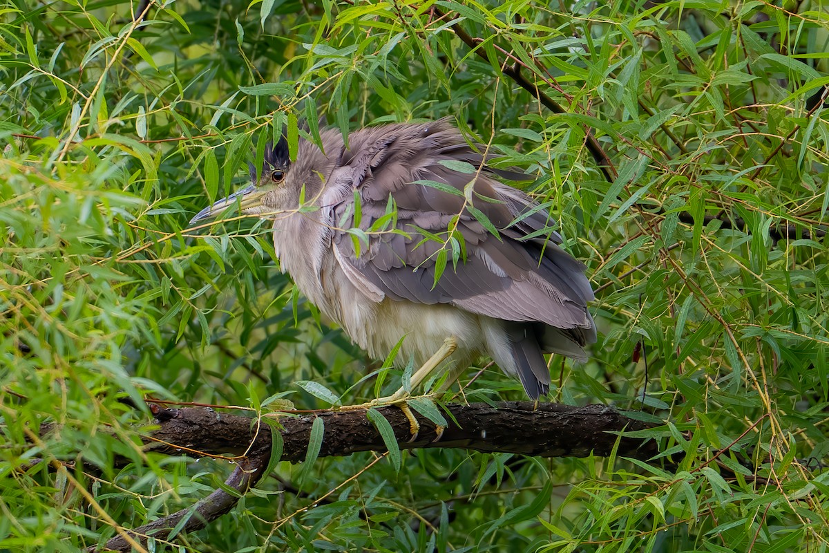 Black-crowned Night Heron - ML641535269