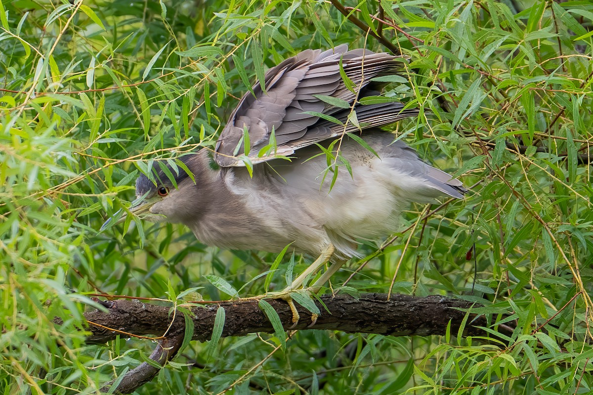Black-crowned Night Heron - ML641535270