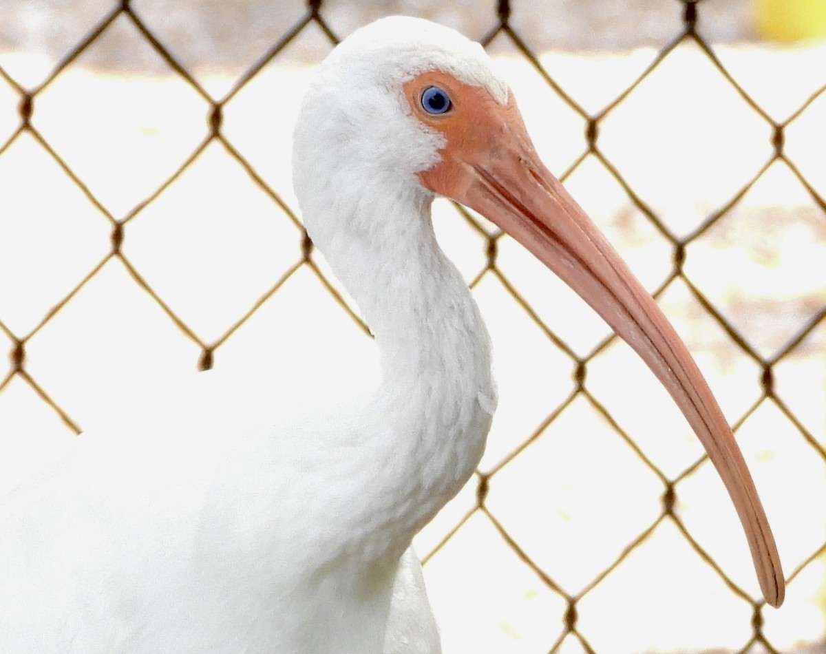 White Ibis - ML641535281