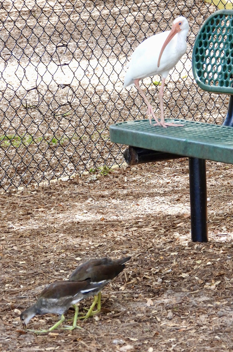Common Gallinule - ML641535299