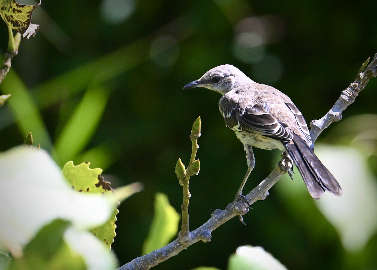 Northern Mockingbird - ML641535332