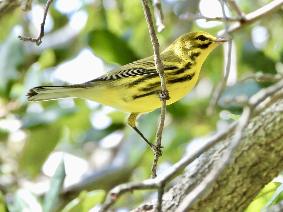 Prairie Warbler - ML641535349