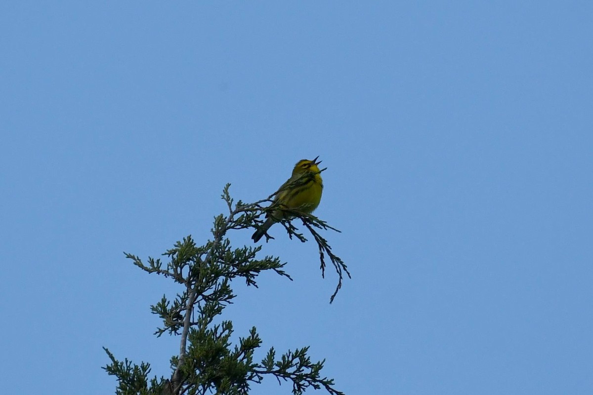 Prairie Warbler - ML641535361