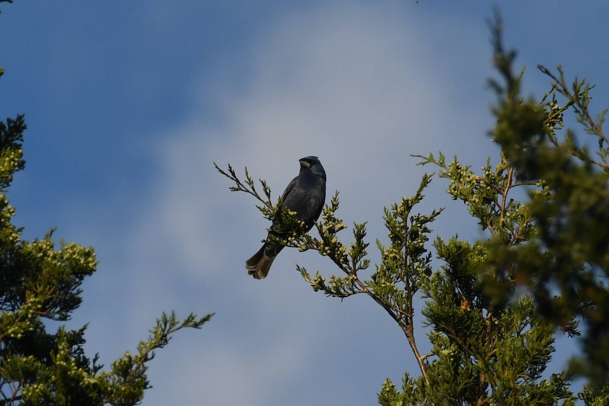 Blue Grosbeak - ML641535379