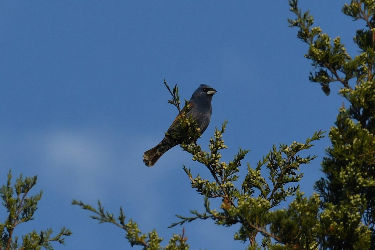 Blue Grosbeak - ML641535380