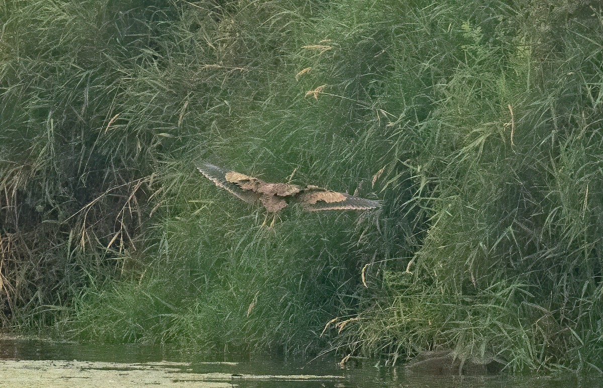 American Bittern - ML641535392