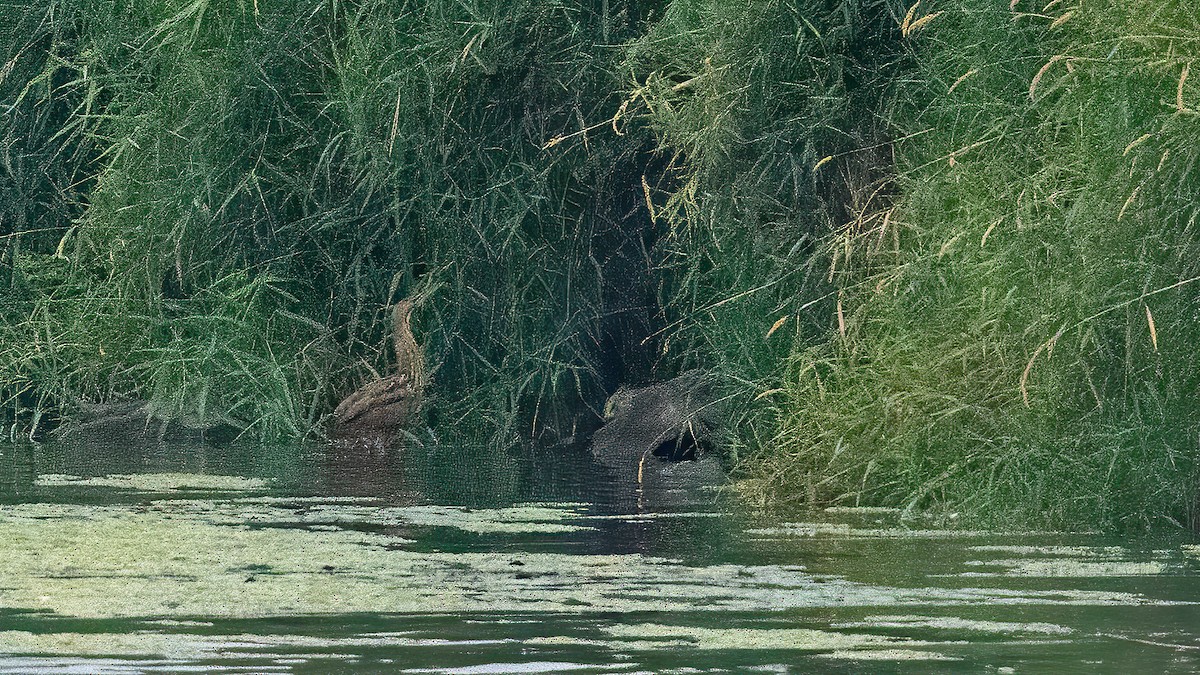 American Bittern - ML641535393