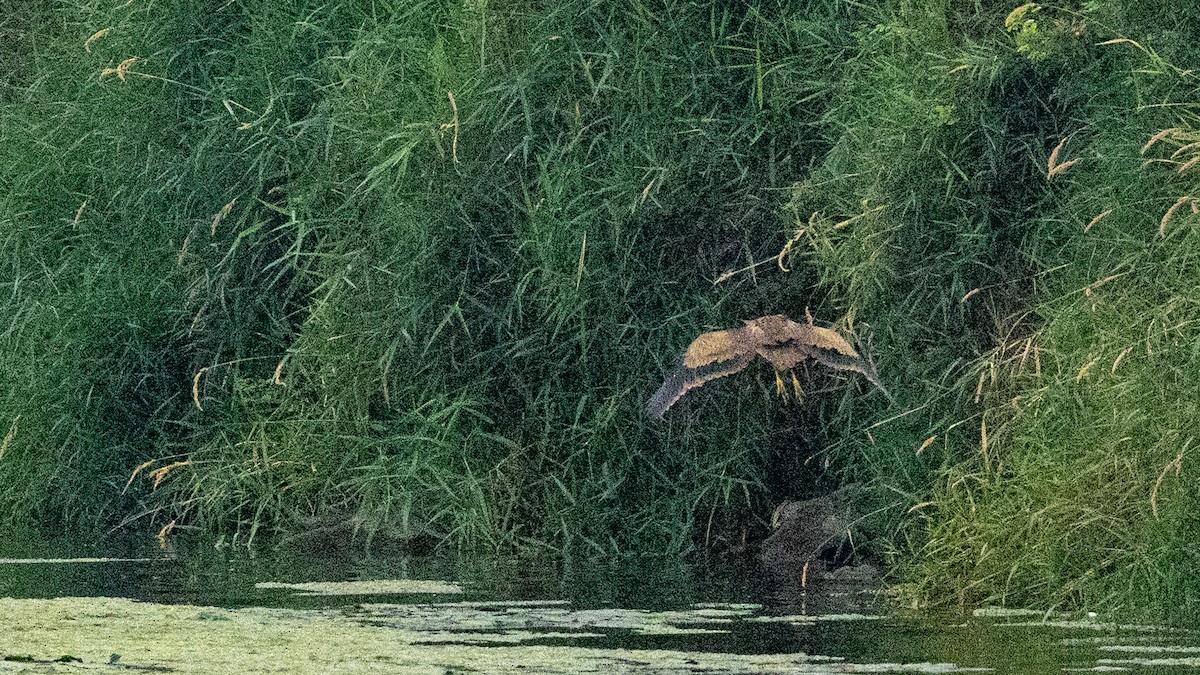 American Bittern - ML641535394