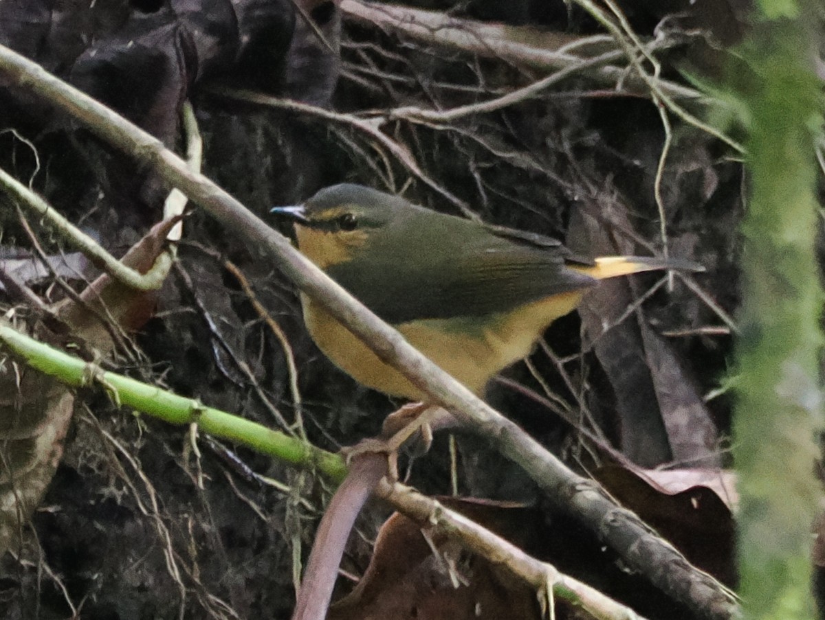 Buff-rumped Warbler - ML641535406