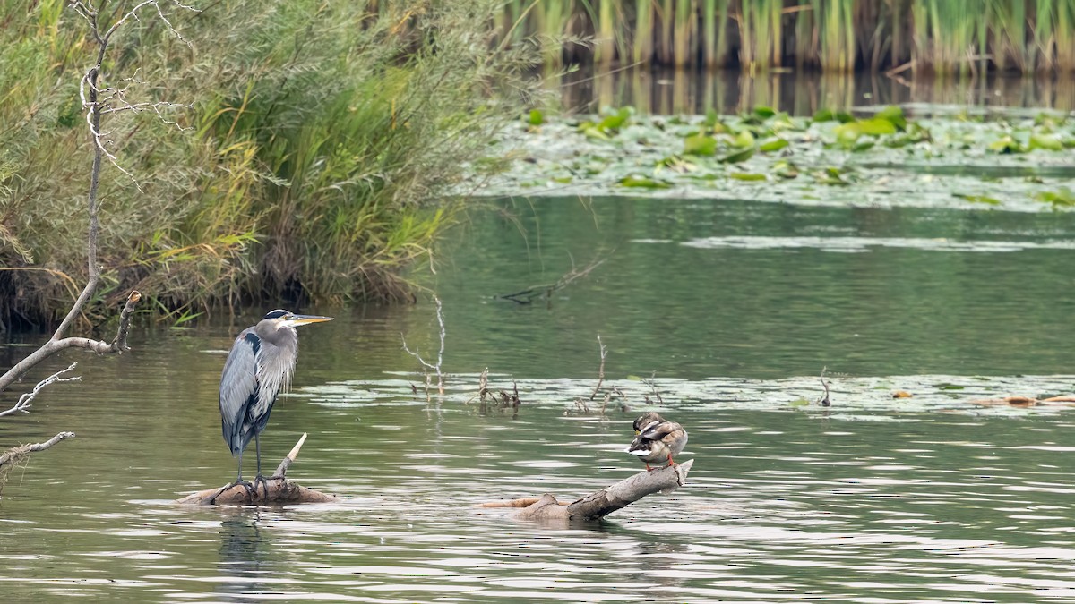 Great Blue Heron - ML641535407