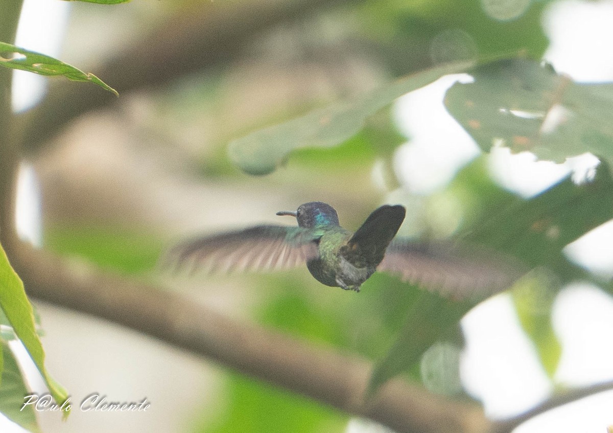 Golden-tailed Sapphire - ML641535444