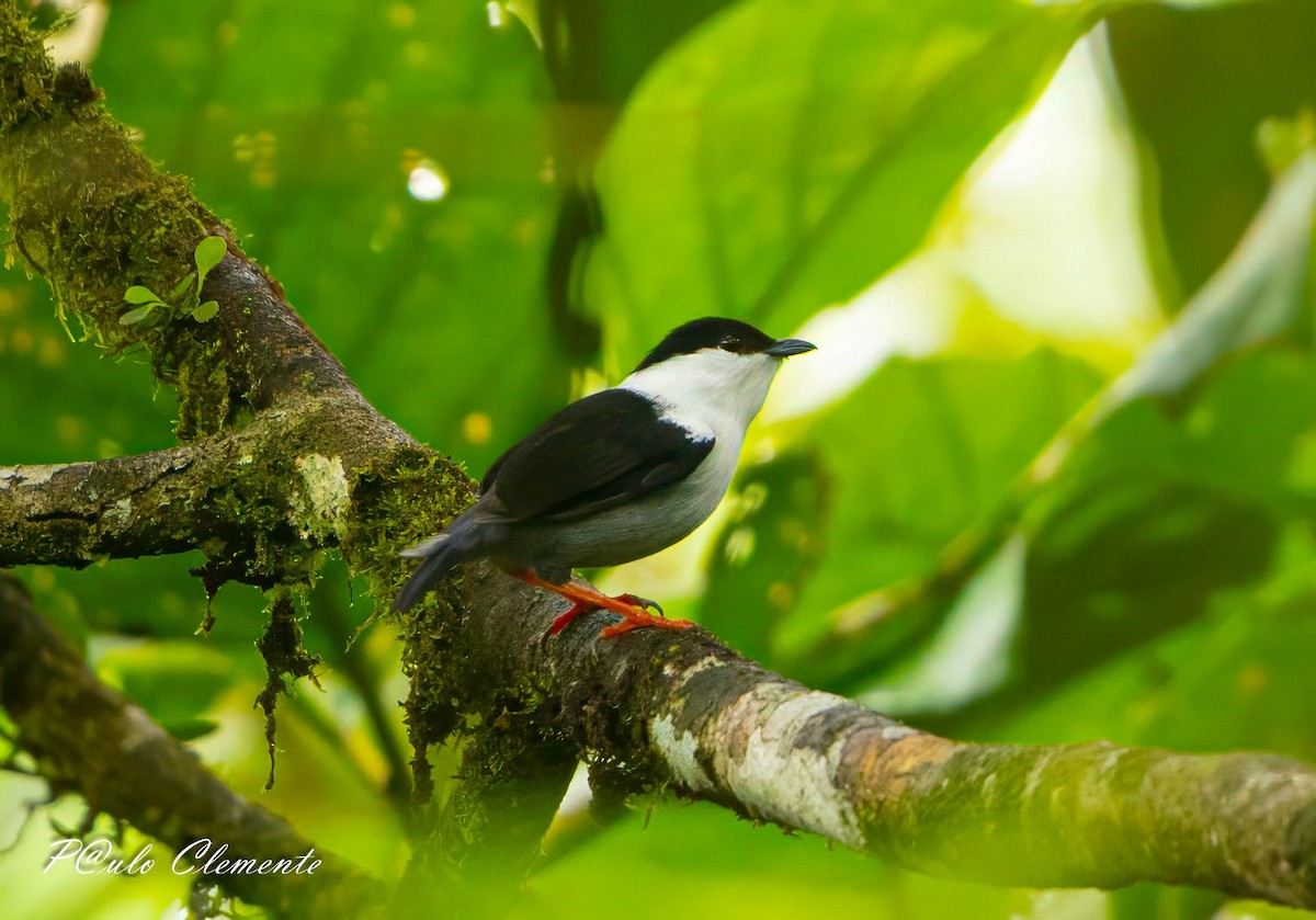 hvitskjeggmanakin - ML641535458