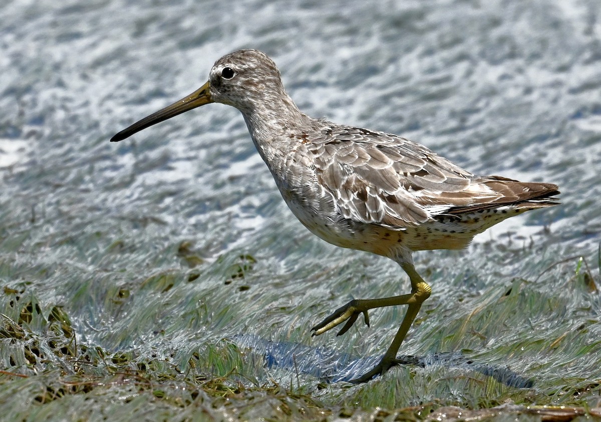 kortnebbekkasinsnipe - ML641535463