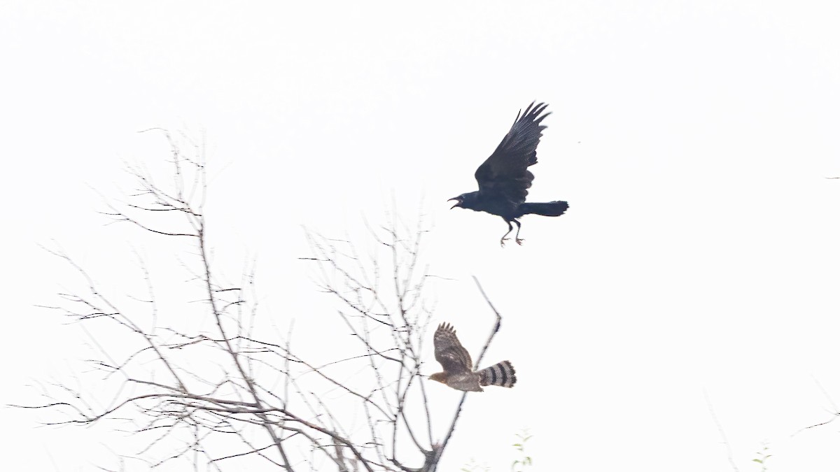Cooper's Hawk - ML641535496