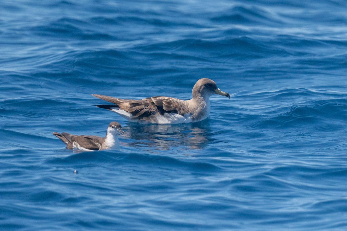 Puffin des Sargasses - ML641535551