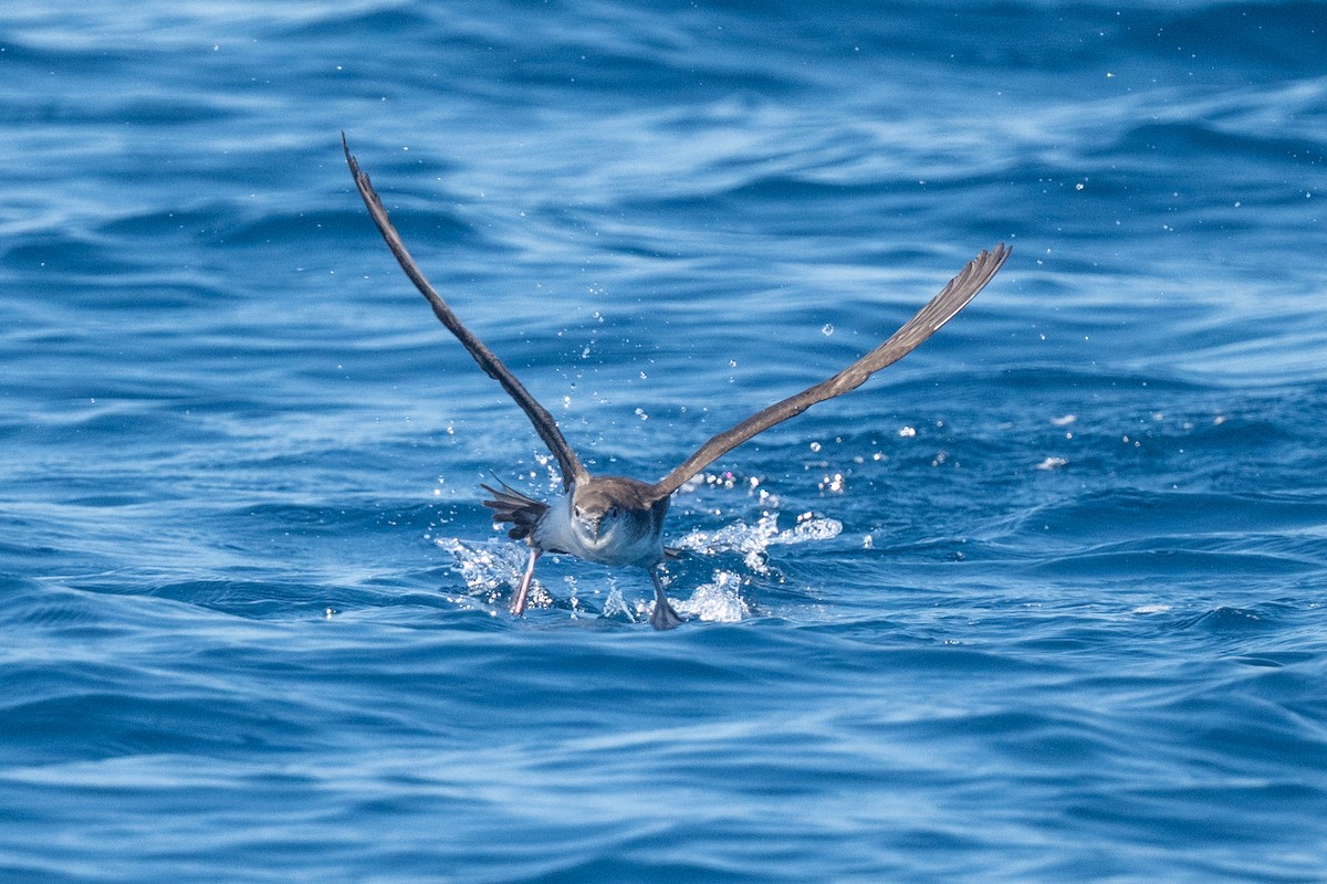 Puffin des Sargasses - ML641535575