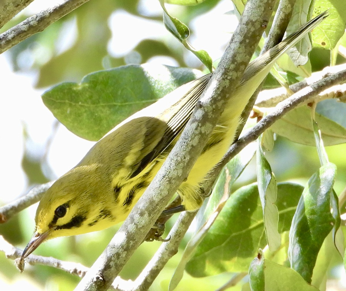 Prairie Warbler - ML641535603