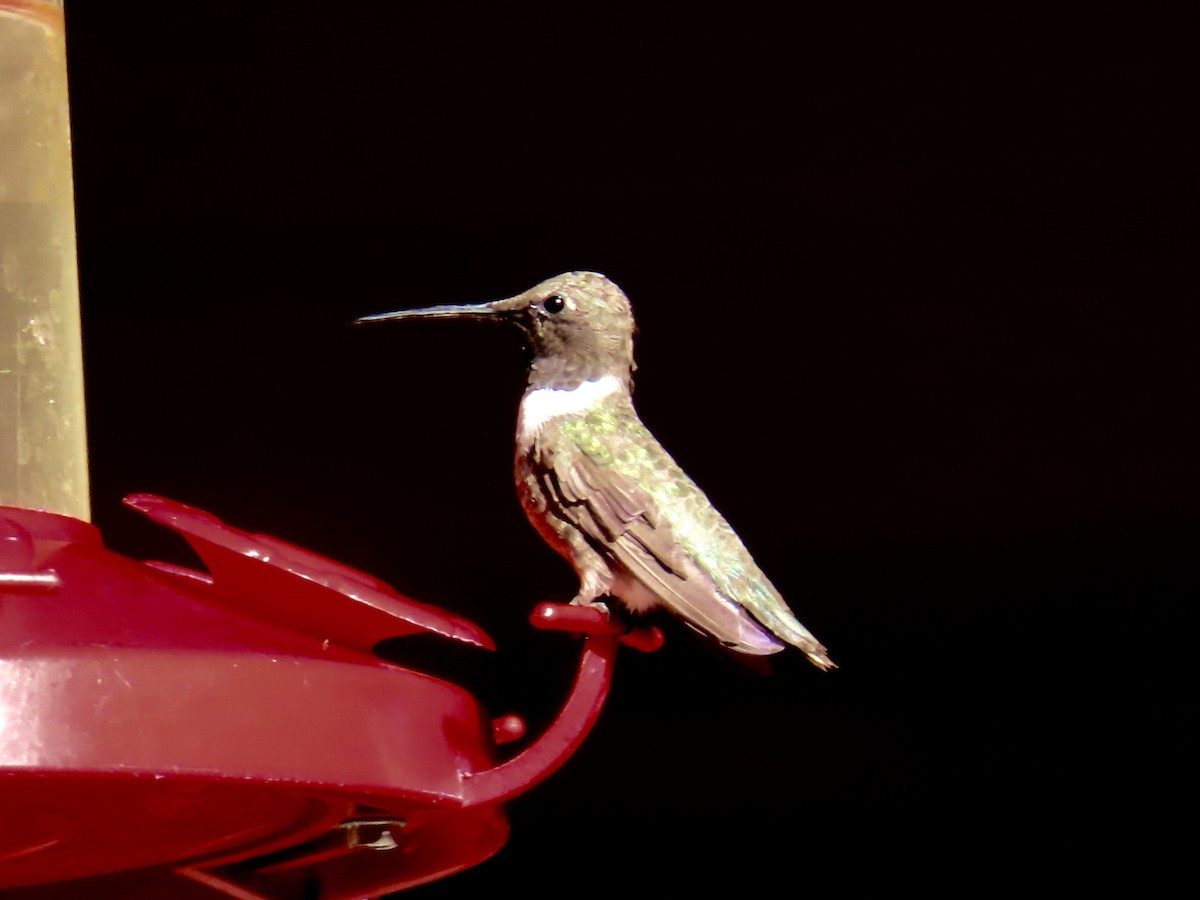 Black-chinned Hummingbird - ML641535627
