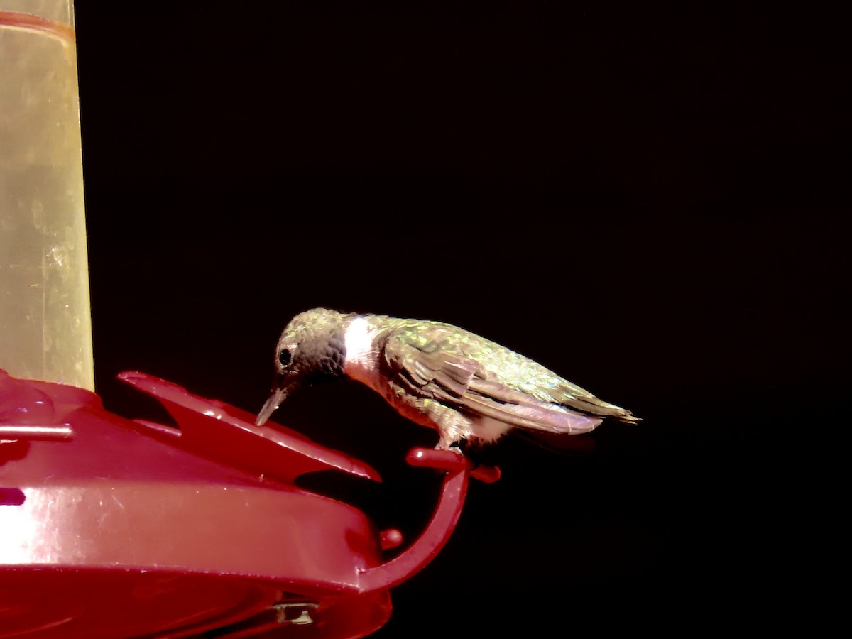 Black-chinned Hummingbird - ML641535638