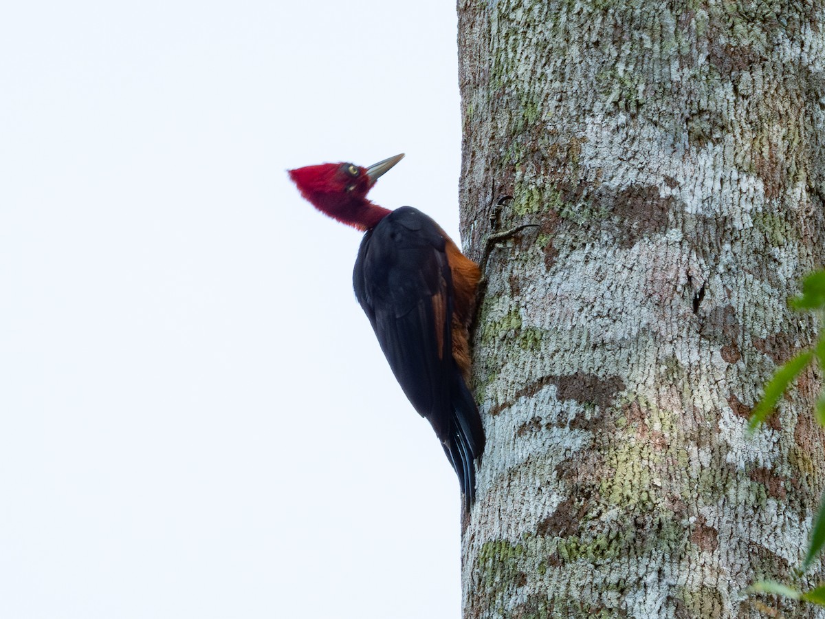 Red-necked Woodpecker - ML641535644