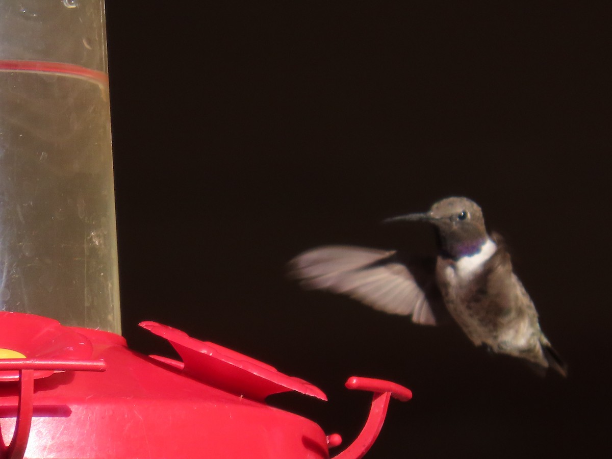 Black-chinned Hummingbird - ML641535672