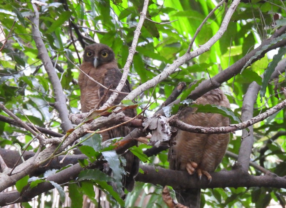 Rufous Owl - ML641535686