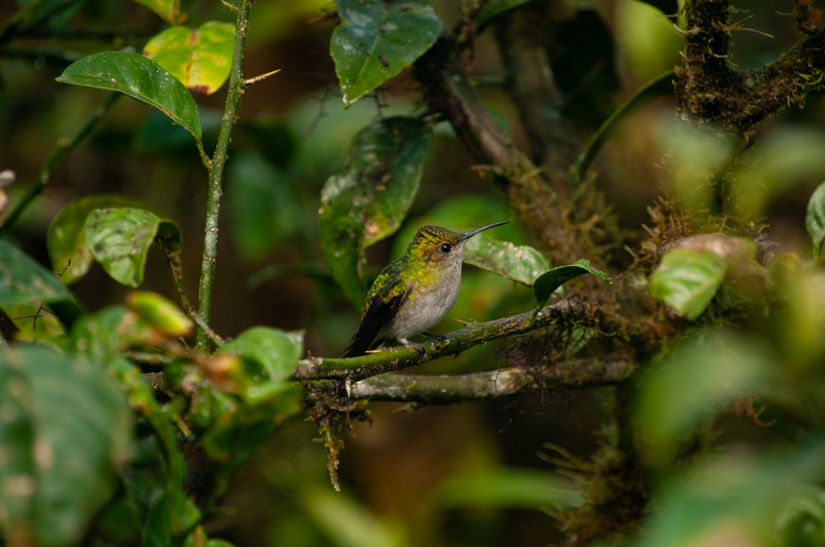 Stripe-tailed Hummingbird - ML641535688