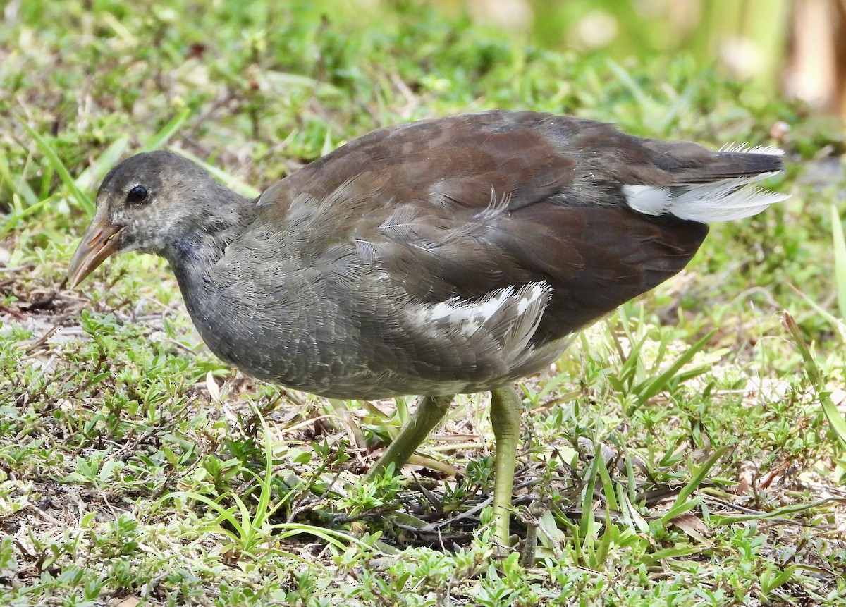 Common Gallinule - ML641535708