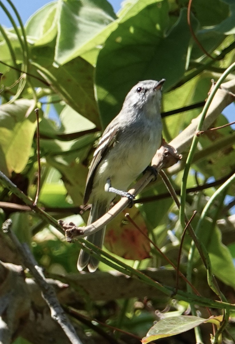 Southern Beardless-Tyrannulet - ML641535720