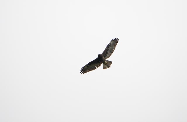 White-tailed Hawk - ML641535722
