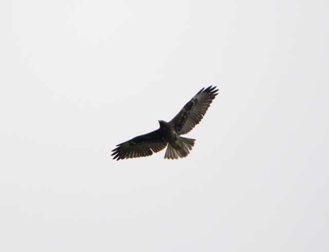 White-tailed Hawk - ML641535723