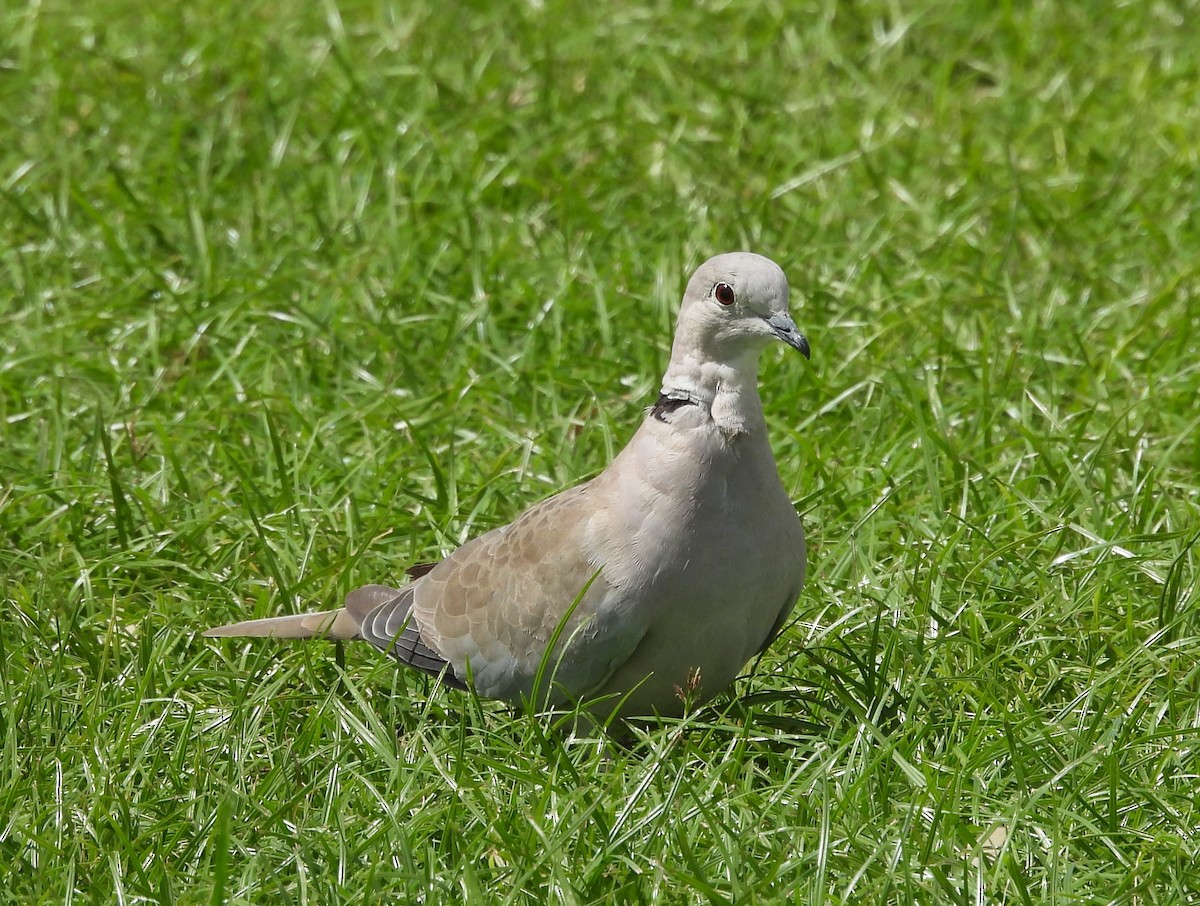 Буулгат хүүрзгэнэ - ML641535737