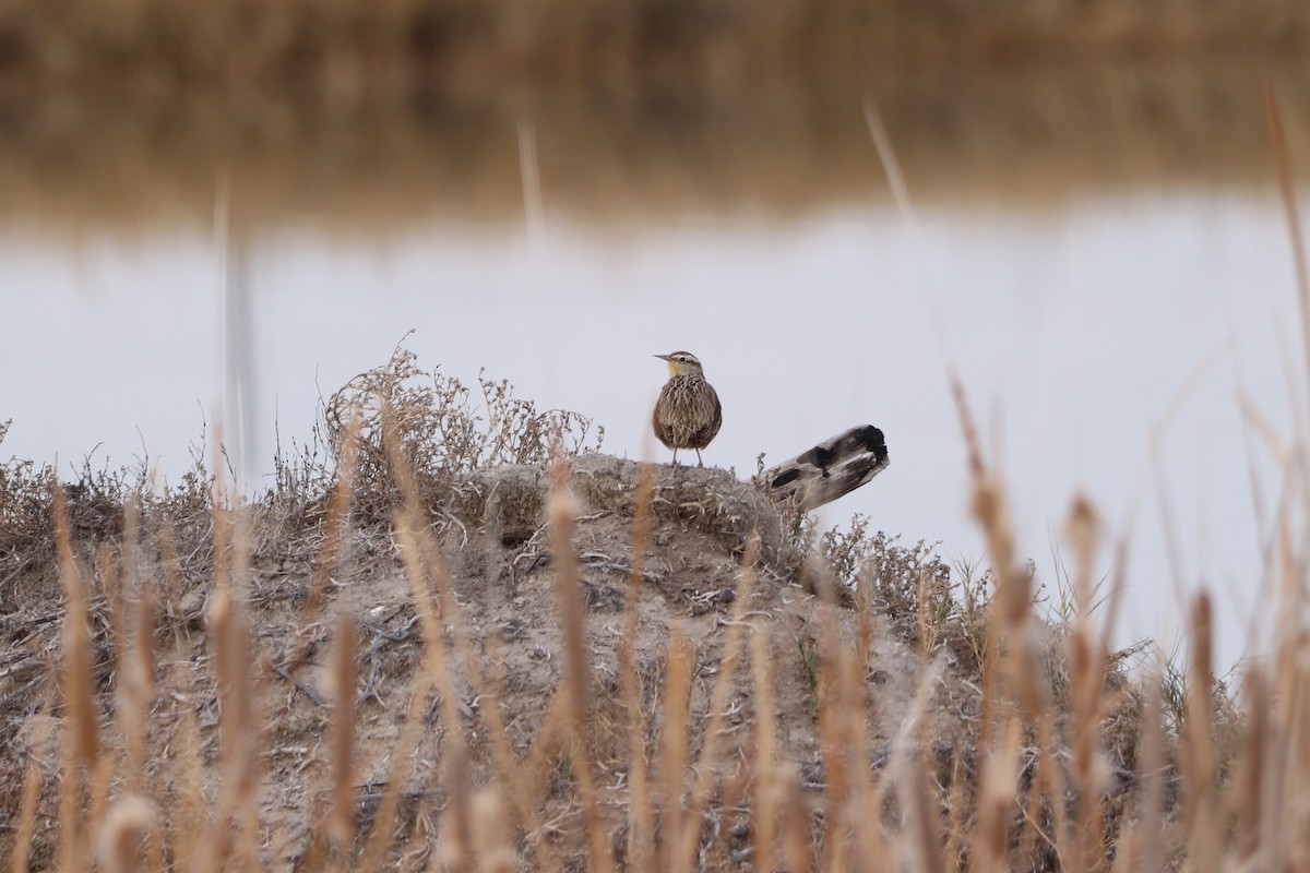 Chihuahuan Meadowlark - ML641535748