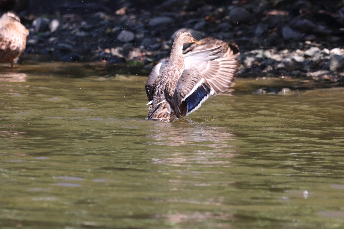 Mallard - ML641535823