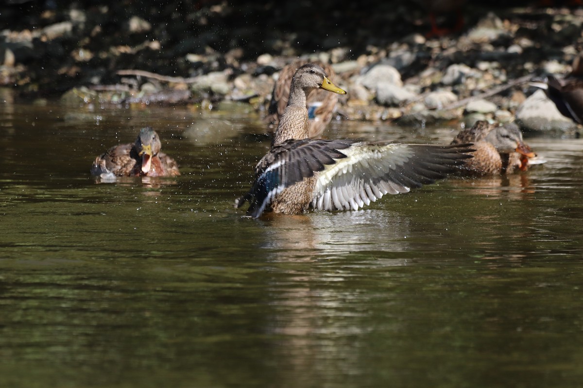 Mallard - ML641535825