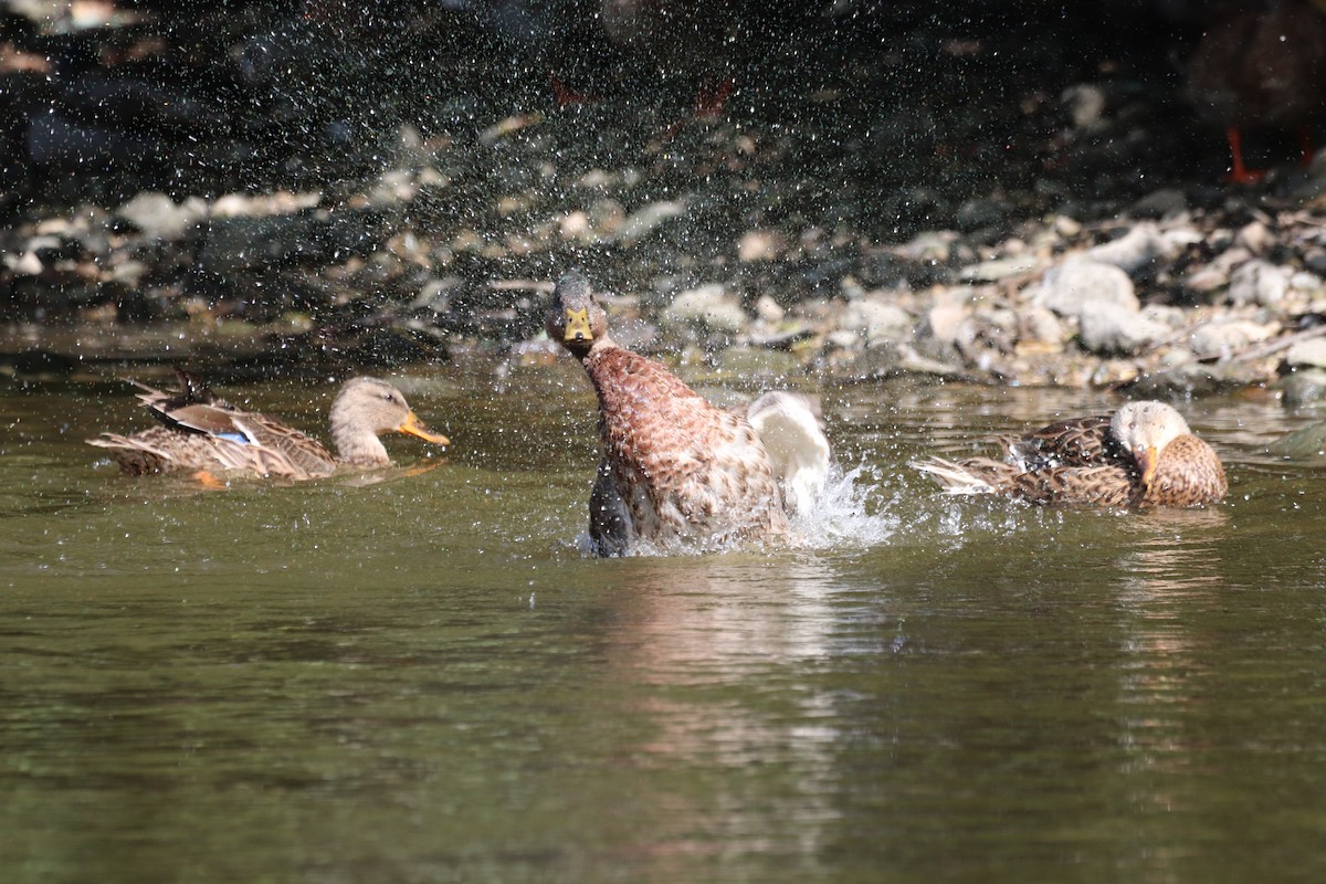 Mallard - ML641535826