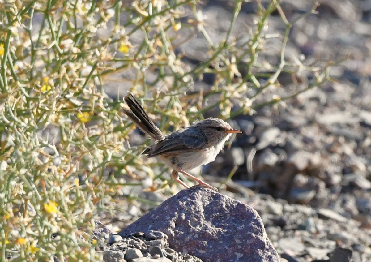 Scrub Warbler - ML641535835
