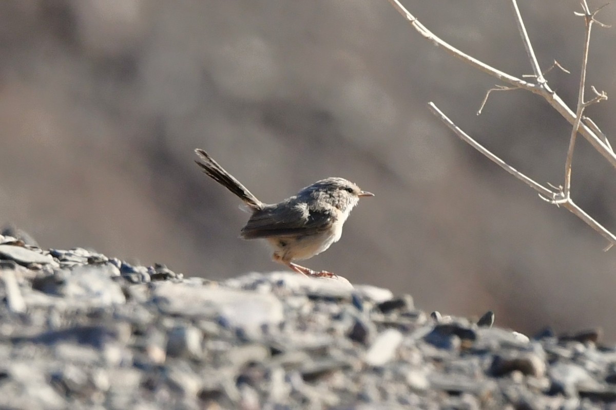 Scrub Warbler - ML641535848