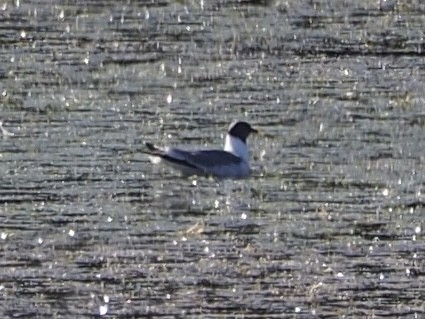 Bonaparte's Gull - ML641535866